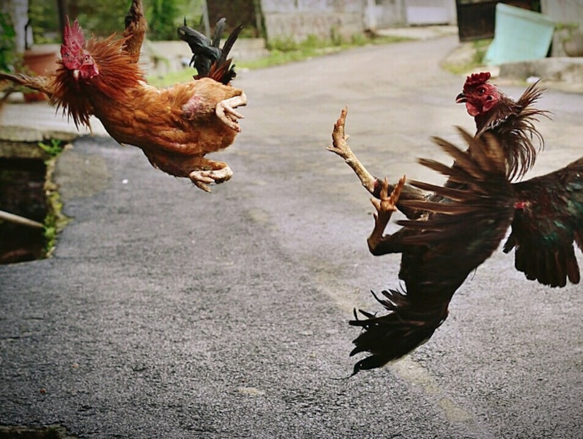 Inilah Alasan Sabung Ayam Online Diminati Oleh Bettor Indonesia