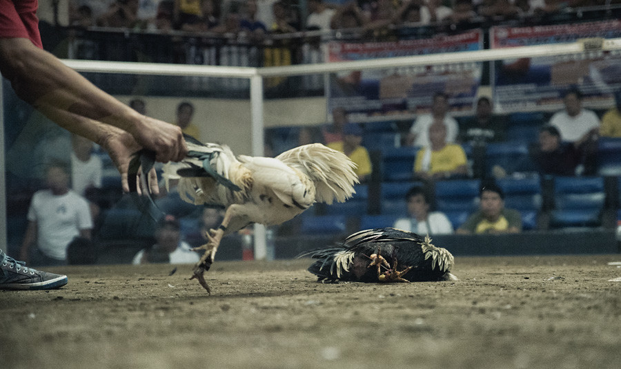 Sensasi Betting Sabung Ayam yang Seru